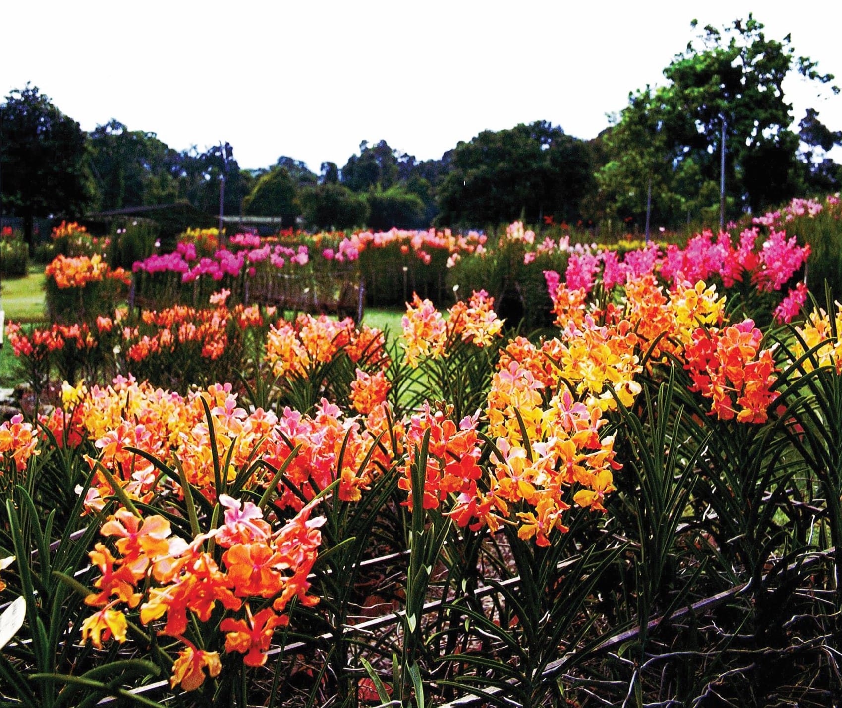 Luscious orchid blooms at the Mandai Orchid Gardens, which closed on 31 December 2010. Courtesy of Ministry of Information, Communications and the Arts, Singapore.
